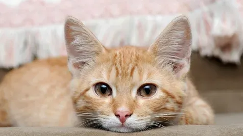 猫有感情吗 猫用它的身体来表达感情 | 猫