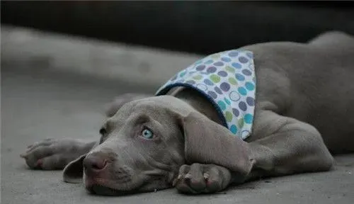 德国魏玛犬打猎怎样 魏玛犬打猎是相当厉害的 | 魏玛犬