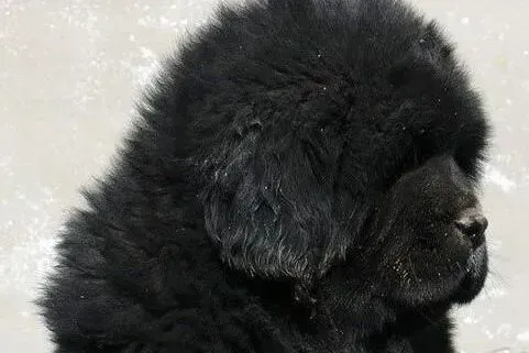 藏獒|如何避免藏獒出现对小孩竞争性攻击行为