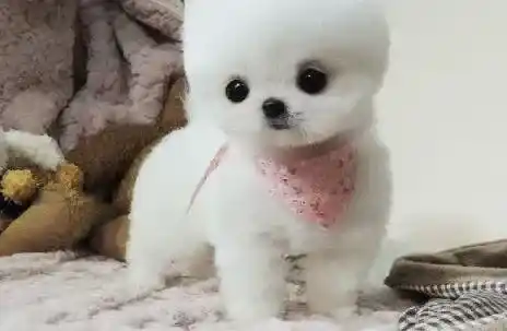 博美犬|博美犬咳嗽发烧吃什么药好得快