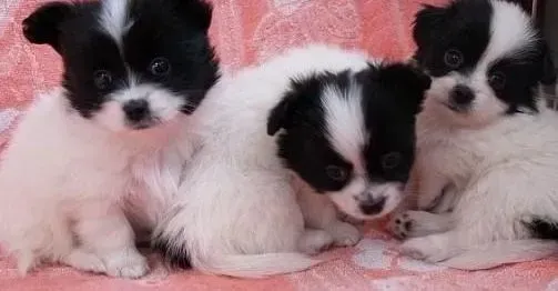 蝴蝶犬|健康清洁100招 哪四个状态的蝴蝶犬不适合洗澡