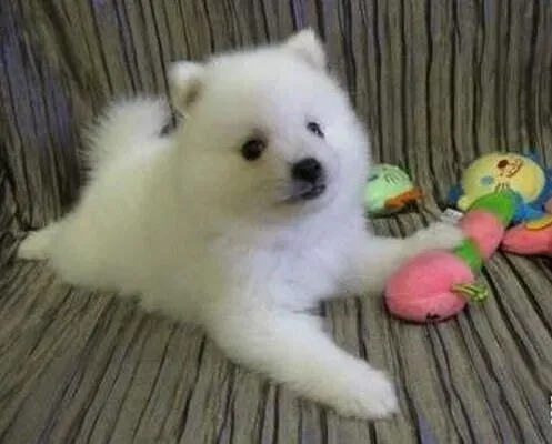 银狐犬|走进银狐犬心理 原来银狐犬是个“好奇宝宝”
