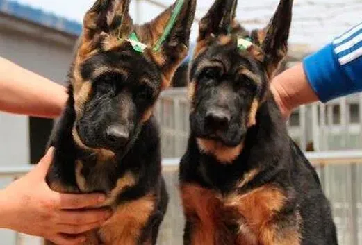 德国牧羊犬|如何缓解德国牧羊犬脱毛的速度