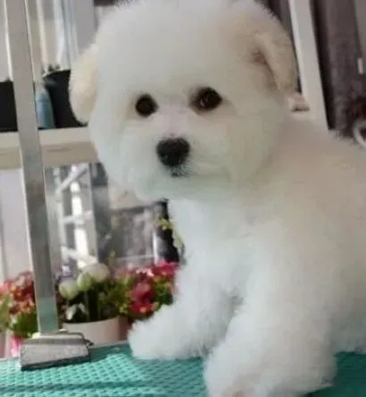 比熊犬|给比熊犬梳理被毛的一些好主意