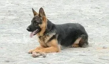 德国牧羊犬|最近德国牧羊犬睡觉期间总发抖是什么原因
