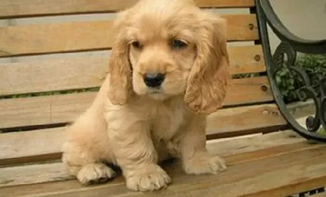 可卡犬|可卡犬四个月了吃的很少如何是好
