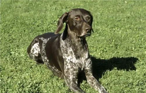 短毛指示犬有哪几种 短毛指示犬只有一种 | 短毛指示犬