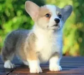 柯基犬|柯基犬患上蚧螨多久能治愈