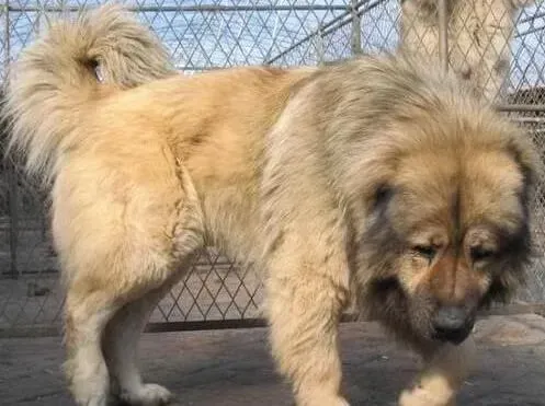 高加索犬|怎样通过训练让高加索犬听话