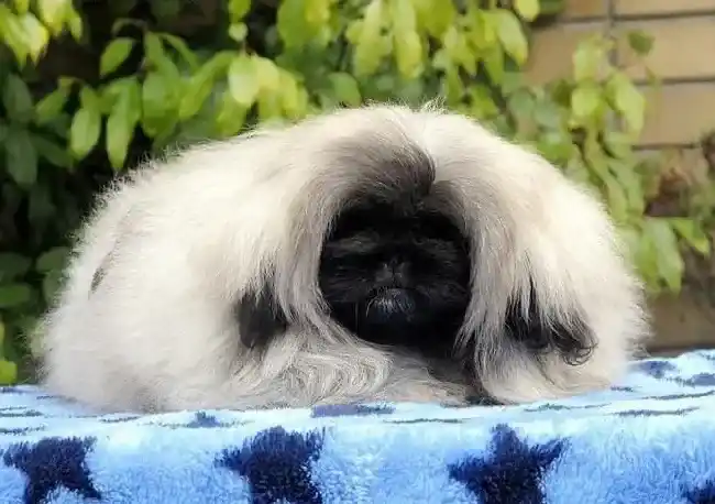 京巴狗|想要饲养京巴狗时要做好哪些相应的准备