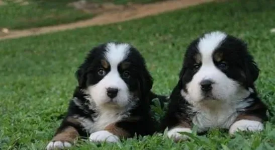 伯恩山犬|伯恩山犬训练时的小要领分享