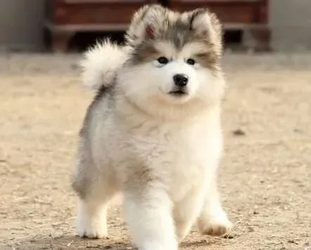 阿拉斯加犬|有孕妇的家庭饲养阿拉斯加犬安全系数高么