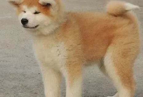 秋田犬|常识必知 让两只秋田犬和谐相处的三部曲