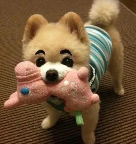 博美犬|初次饲养博美犬需要注意的三个问题