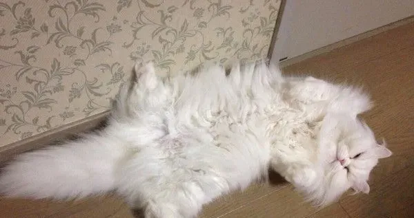 百分百纯猫毛超级温暖！抱怨太冷收到寄来的猫毛 | 猫