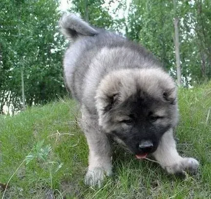 高加索犬|轻易更换高加索犬的狗粮会造成哪些后果