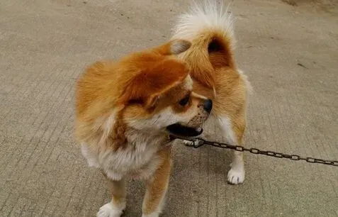 狗可以吃萝卜吗 可以吃但是要控制好量 | 狗