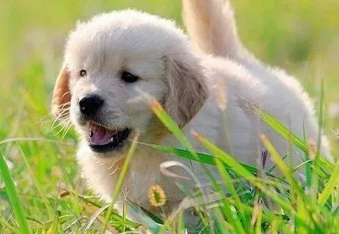 金毛|给金毛犬梳理毛发的小技巧