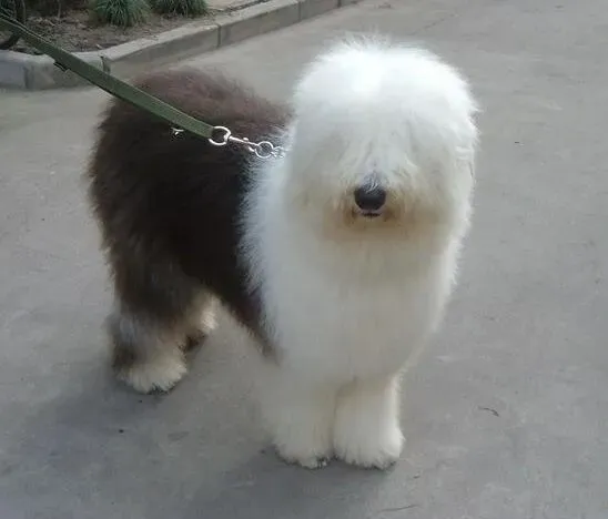 古代牧羊犬|传统易经中的养狗知识
