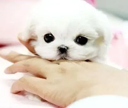 马尔济斯|马尔济斯犬一直拉稀