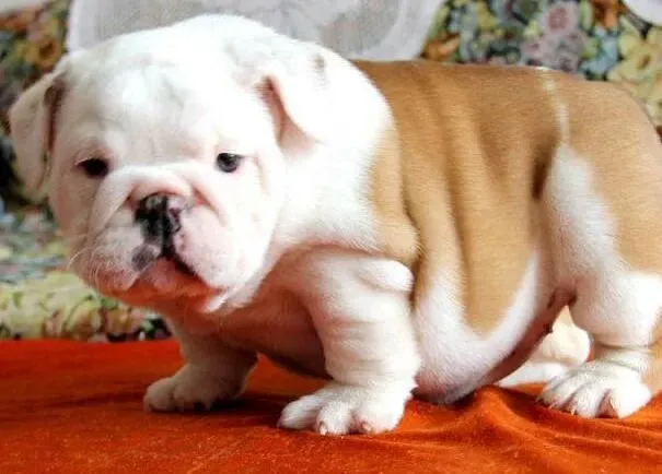 英国斗牛犬|如何给斗牛犬进行家庭美容