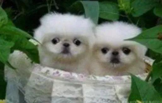 京巴狗|京巴犬发烧的症状及治疗方法