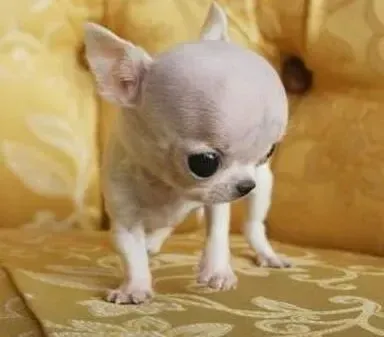 吉娃娃|什么样的狗粮才是吉娃娃的最理想食品