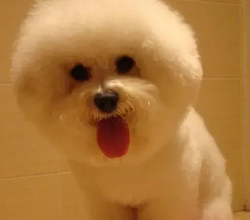 比熊犬|请勿经常给比熊犬矿泉水喝