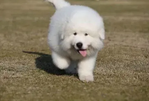 大白熊犬|大白熊犬细小康复后，咳嗽流鼻涕便血怎么办