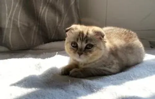 猫多大会开始发情 猫发情什么时候交配 | 发情