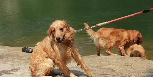 警惕狗传染疾病 狂犬病的传播途径 | 狂犬病