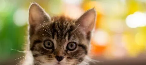 猫怎么除口臭 在家中猫臭需要注意的事项 | 猫