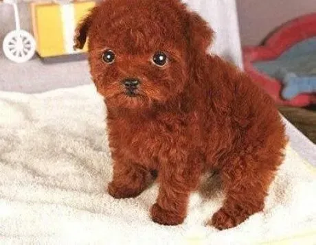 贵宾犬|打造完美贵宾犬的小帮手——美毛小贴士