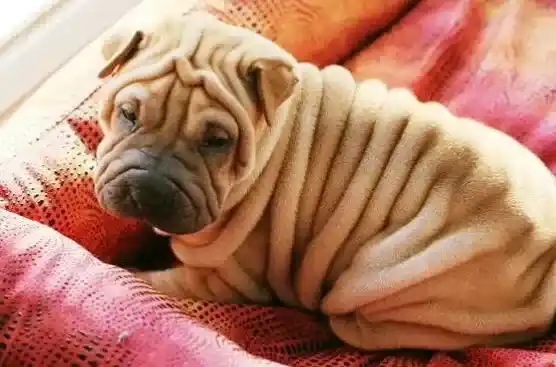 沙皮狗|美容秘籍之如何护理让沙皮狗的耳朵保持健康状态