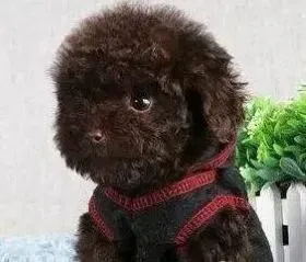 泰迪犬|主人们突然改变泰迪犬的饮食有哪些后果
