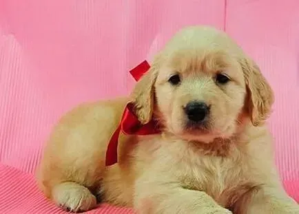 金毛|清洁金毛犬牙齿的清洁骨与硬玩具