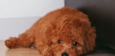 泰迪犬怎么拔耳毛 拔耳毛前先做清洁工作 | 泰迪狗
