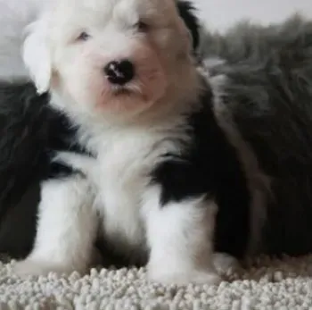 古代牧羊犬|古代牧羊犬的表扬与惩罚讲究多