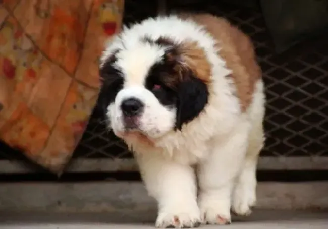 圣伯纳犬|圣伯纳狗狗来大姨妈了心情不好怎么办