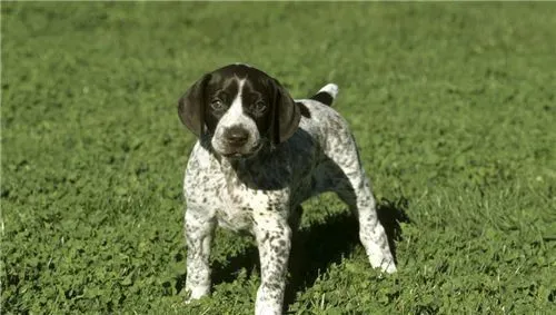 短毛指示犬有哪几种 短毛指示犬只有一种 | 短毛指示犬