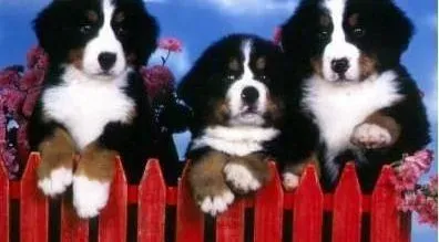 伯恩山犬|伯恩山犬流鼻水打喷嚏很长时间了