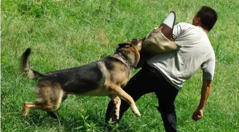 警犬训练  训练狗的时候切记要有耐心 | 狗