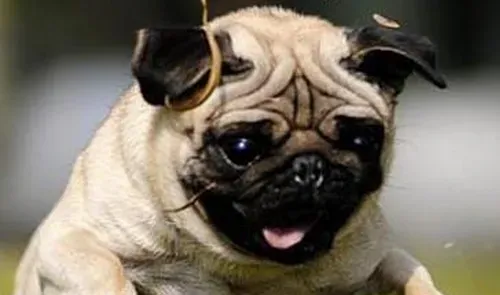 巴哥犬粘人程度 最好要从幼犬开始训练 | 巴哥犬