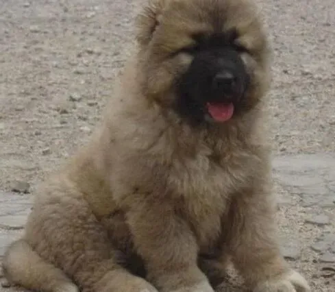 高加索犬|怎样做好高加索犬的家庭小医生