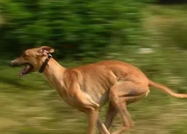灵缇犬的性格 该犬非常的乖巧聪明 | 灵缇