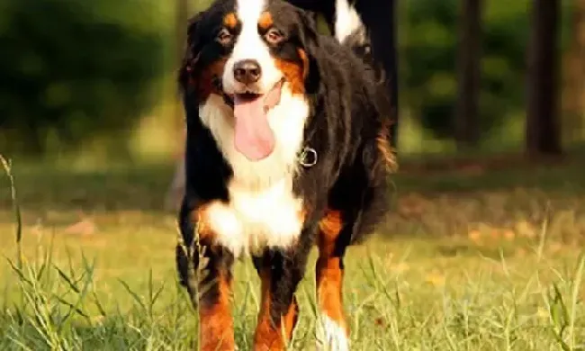 伯恩山犬|训练宝典之训练伯恩山犬要注意四点