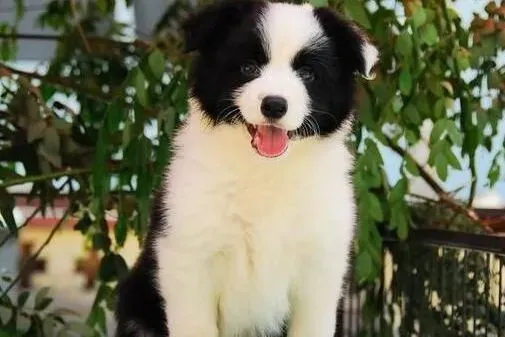 边境牧羊犬|边境牧羊犬的一种养育方式——抚摸