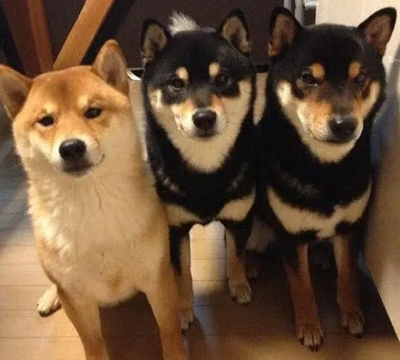 柴犬白马系 柴犬白马系是什么意思 | 柴犬