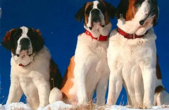 圣伯纳犬|刚出生的圣伯纳犬不吃奶都没力气了怎么办