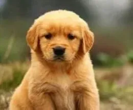 金毛|给金毛犬补充钙质时需要注意的事项